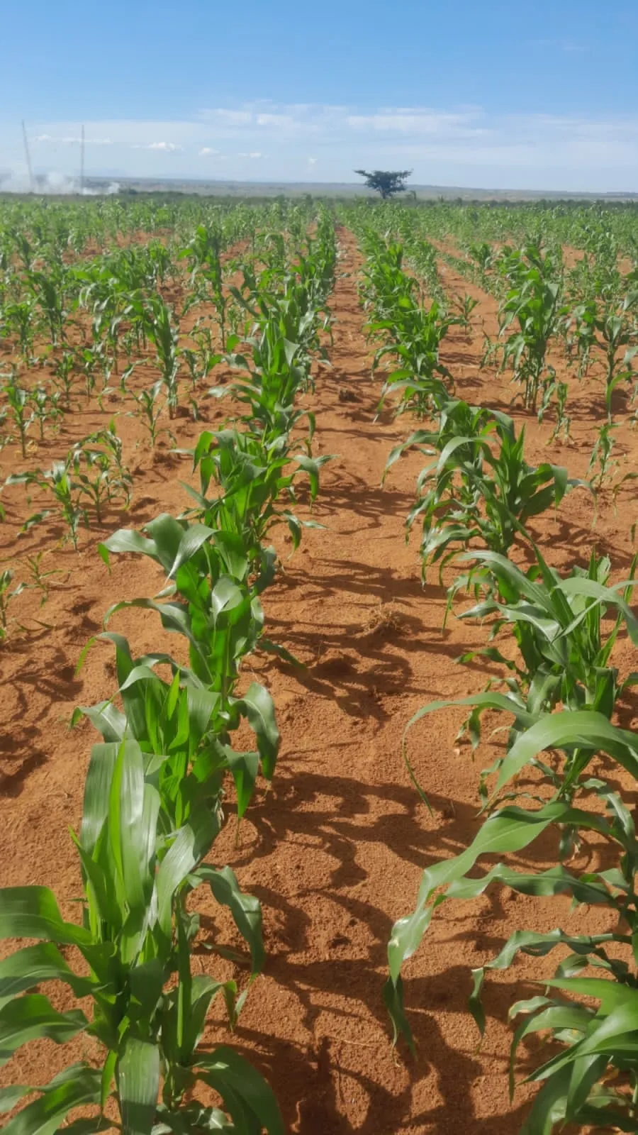 Young maize in rows of red Limpopo soil